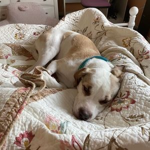 Meet your Posher, Bridget